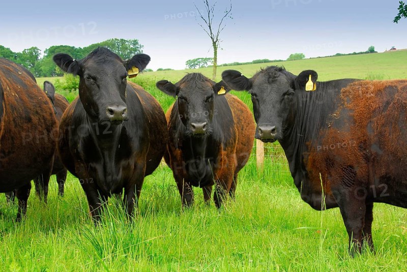 Domestic cattle