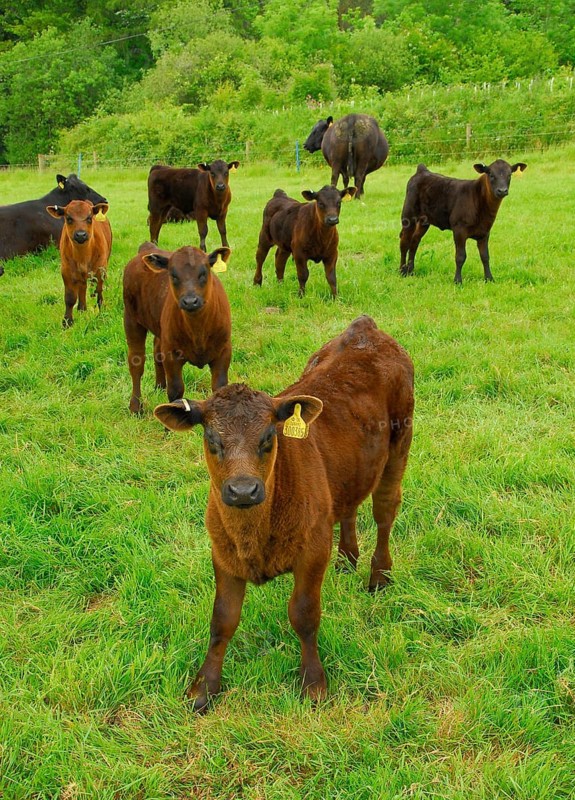 Domestic cattle