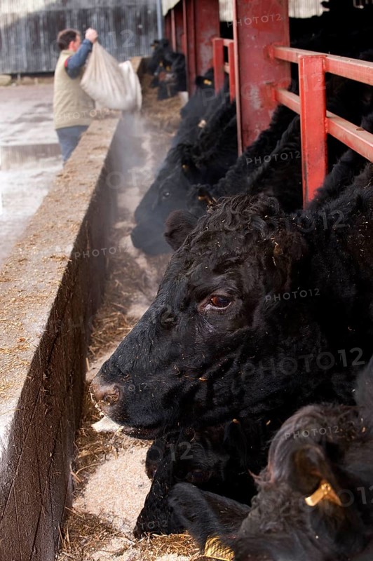 Domestic cattle