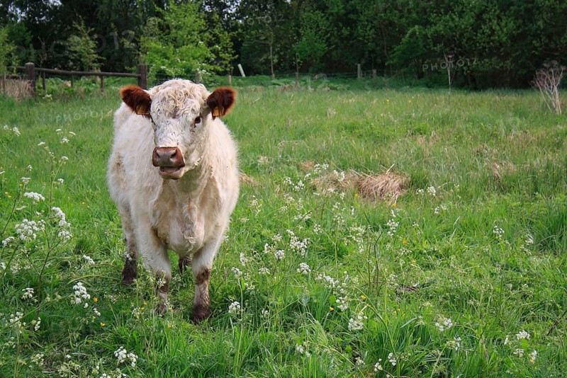 Domestic Cattle