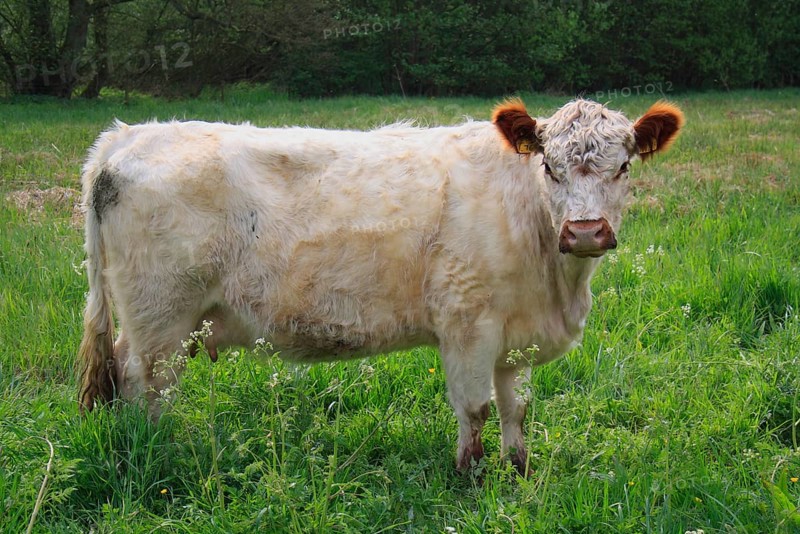 Domestic Cattle