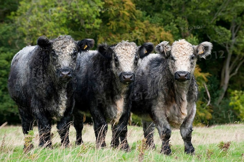 Domestic cattle