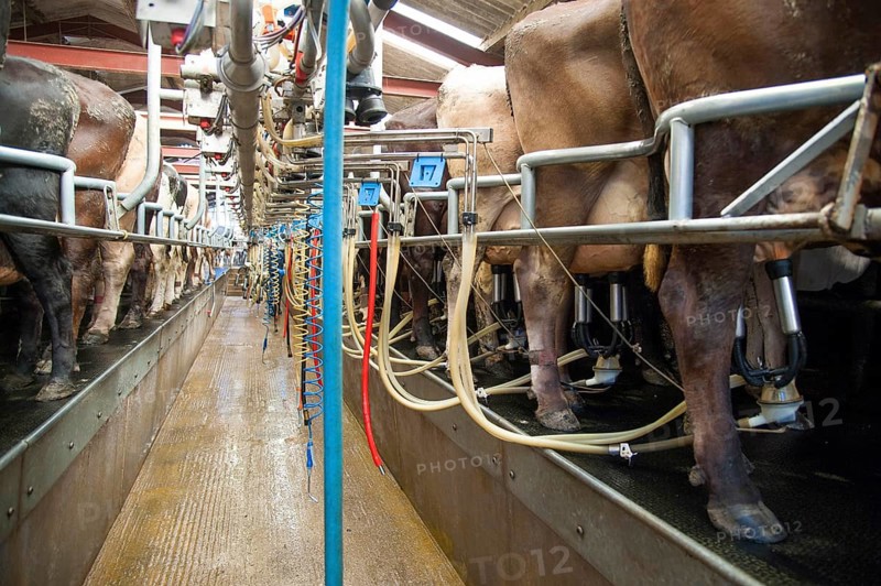 Dairy farming