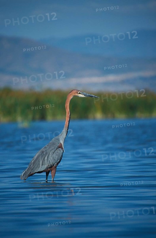 Goliath heron
