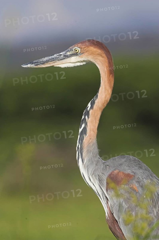 Goliath heron