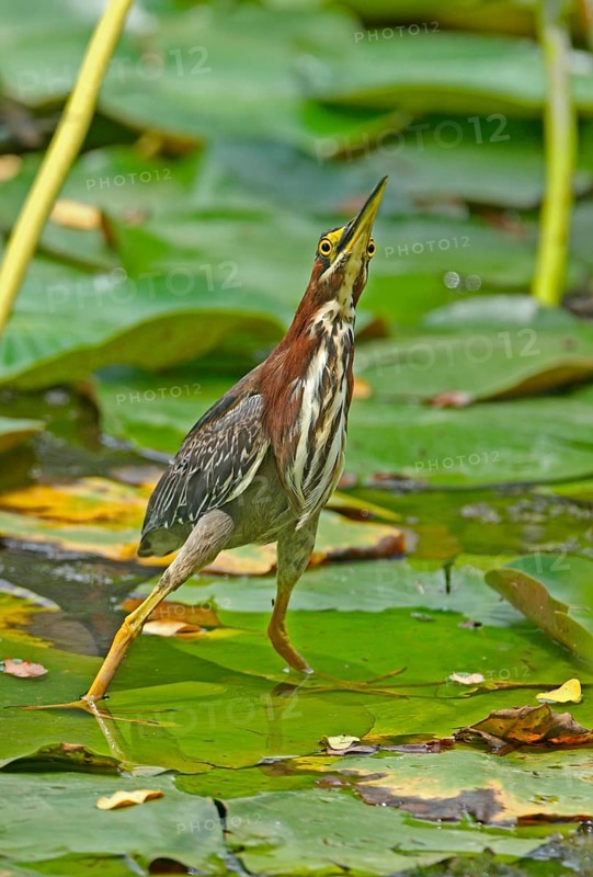 Green Heron