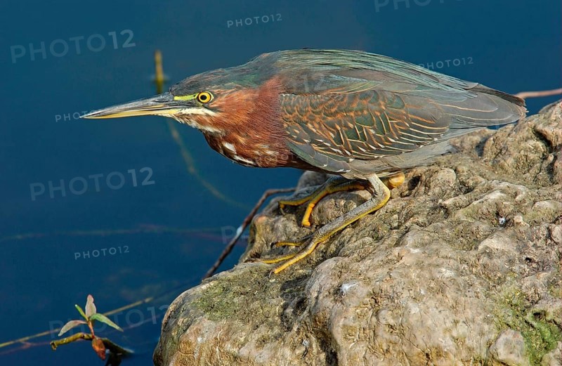 Green Heron