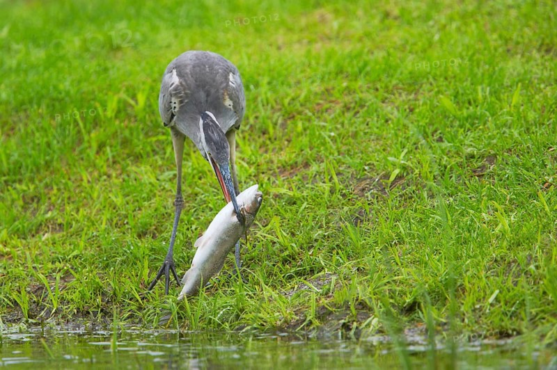Grey heron