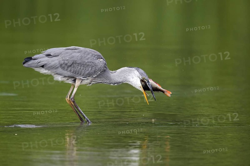 Grey heron