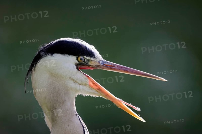 Grey heron