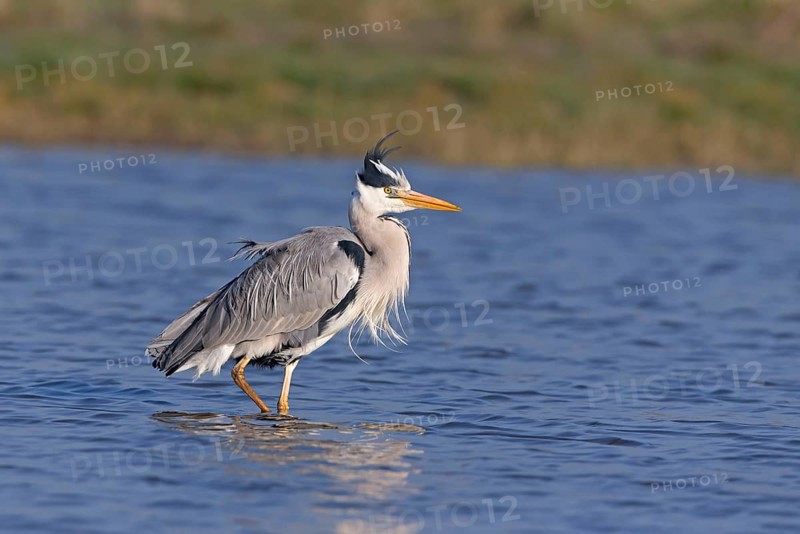Grey Heron