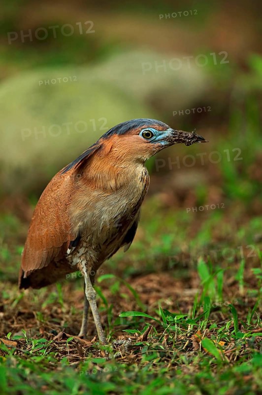 Malayan malayan night heron