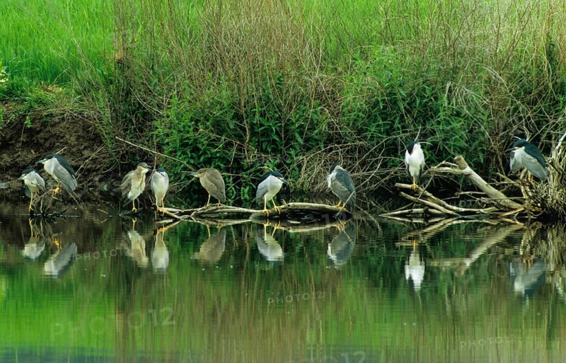 Black-crowned Night-Heron