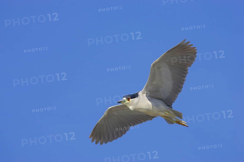 Black-crowned Night-Heron