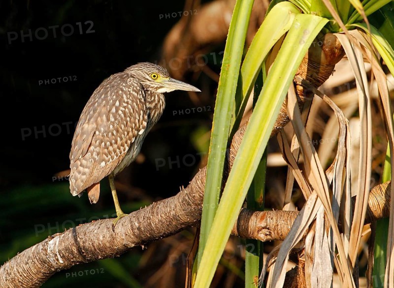 South Sea Night-Heron