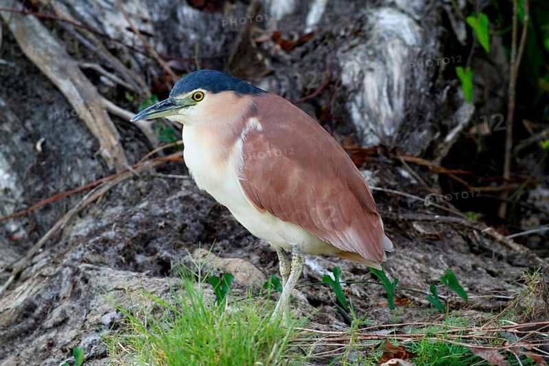 South Sea Night-Heron