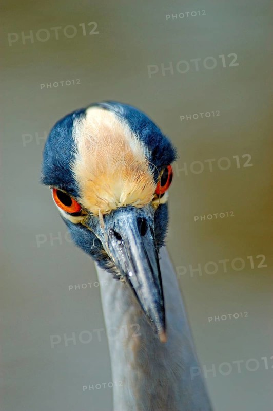 Yellow-crowned night heron
