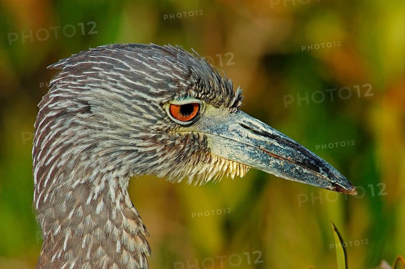 Yellow-crowned night heron