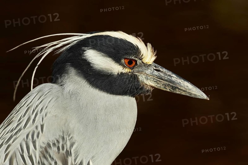 Yellow-crowned Night-heron