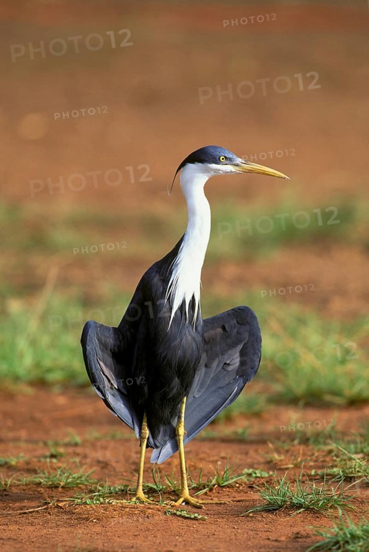 Pied heron