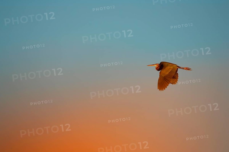 Purple heron