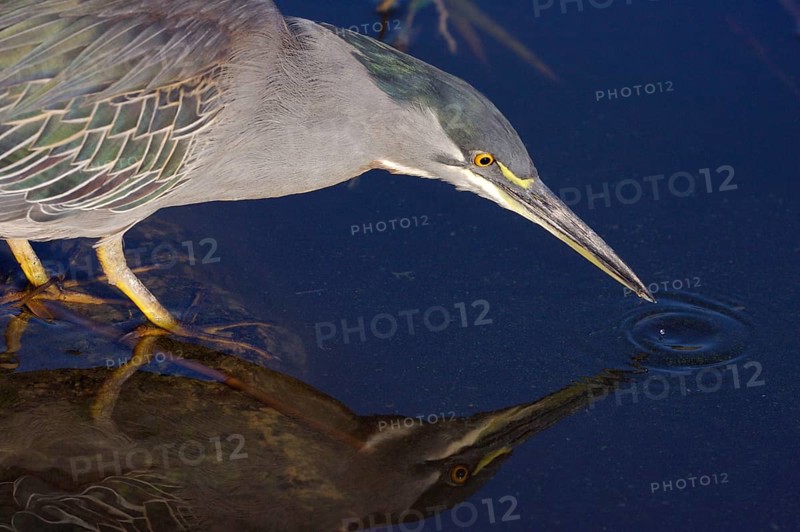 Striated Heron