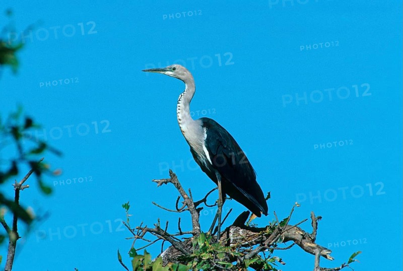 White-necked heron