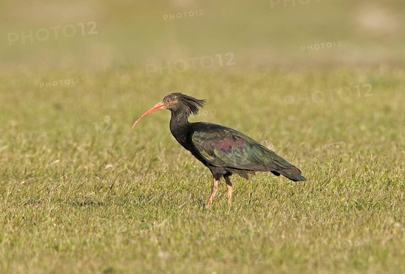 Bald Ibis