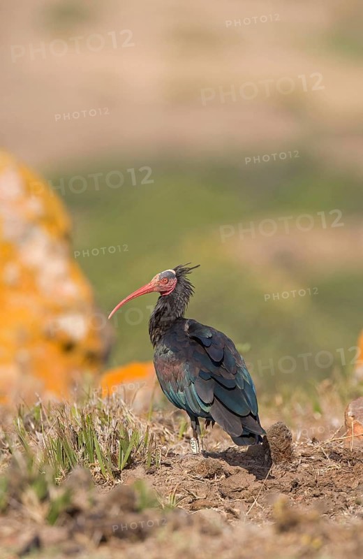 Bald Ibis
