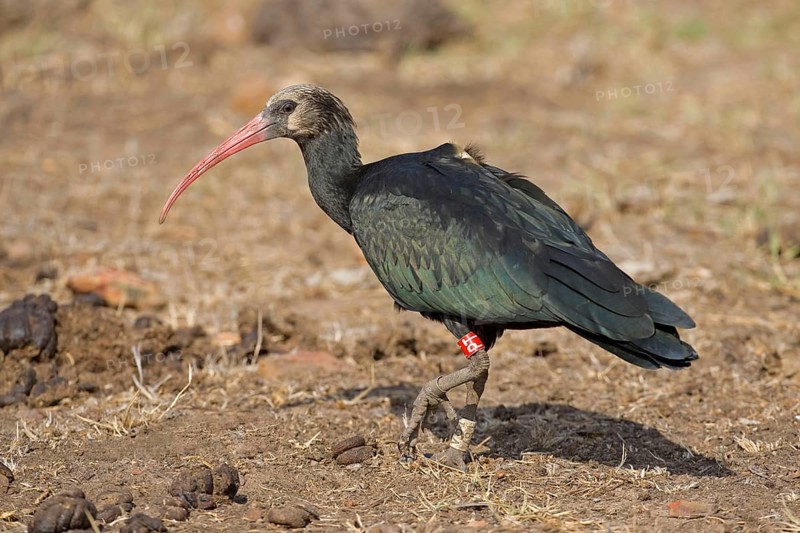 Northern Bald Ibis