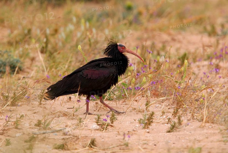 Northern Bald Ibis
