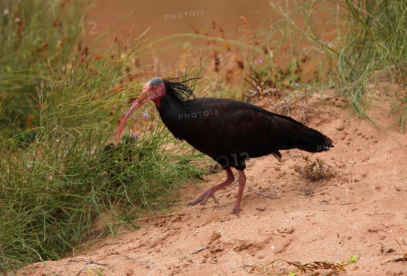 Northern Bald Ibis