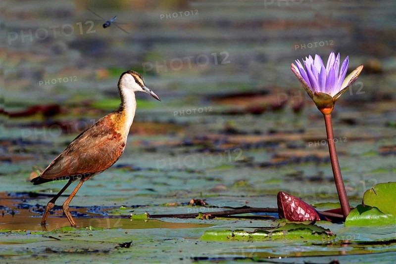 Actophilornis africana