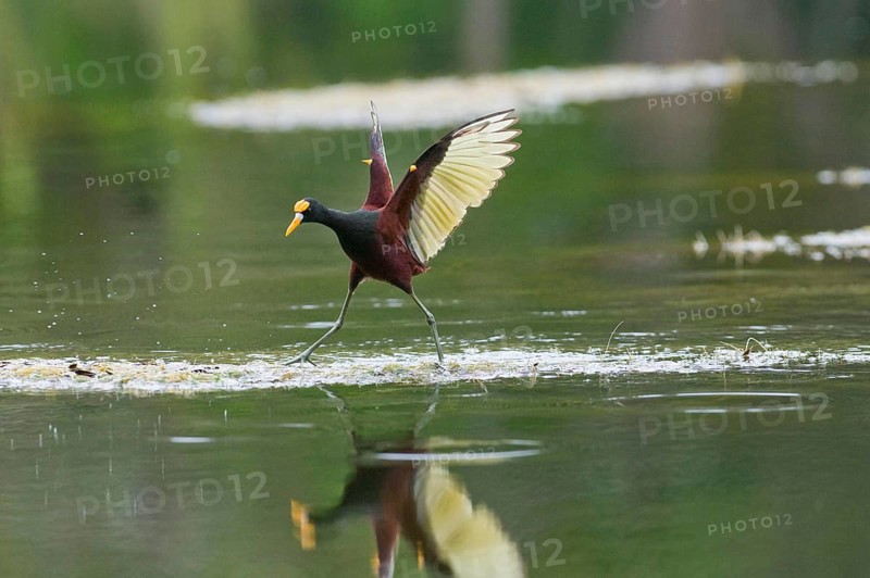 Northern jacana