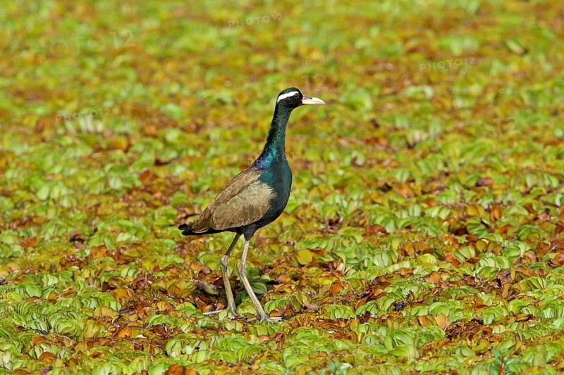 Bronze-winged Jacana
