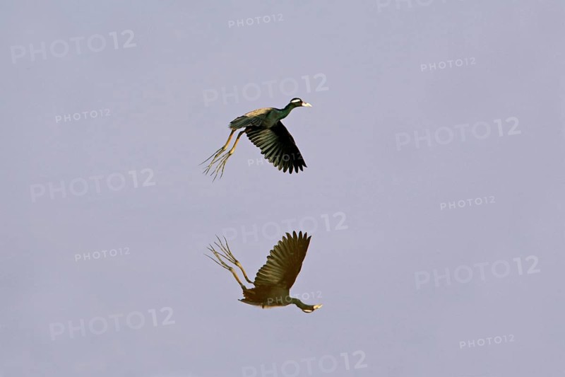 Bronze-winged Jacana