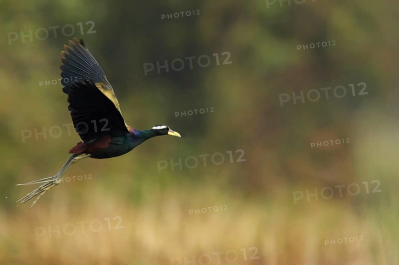 Bronze-winged jacana