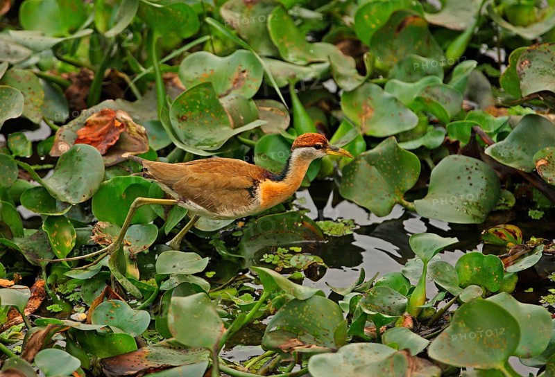 Bronze-winged jacana
