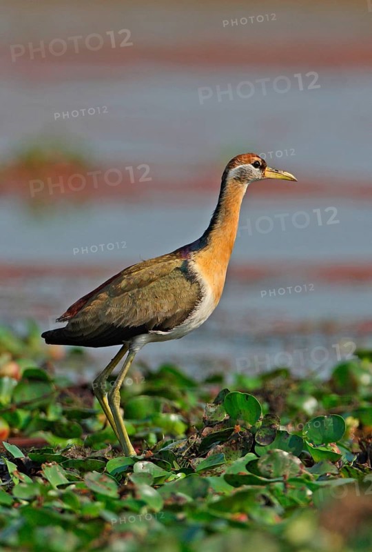 Bronze-winged jacana
