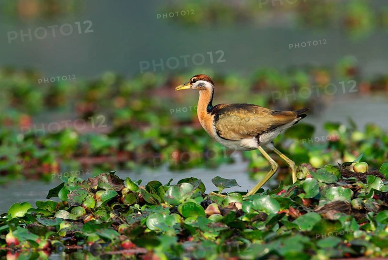 Bronze-winged jacana