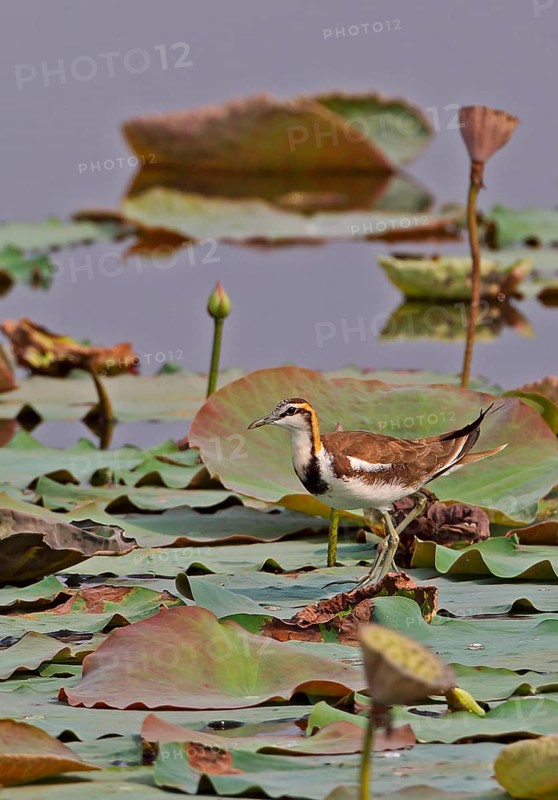 Pheasant-tailed jacana
