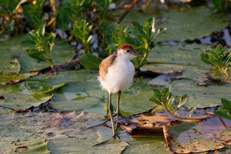 Comb-crested jacana