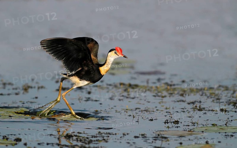 Comb-crested jacana