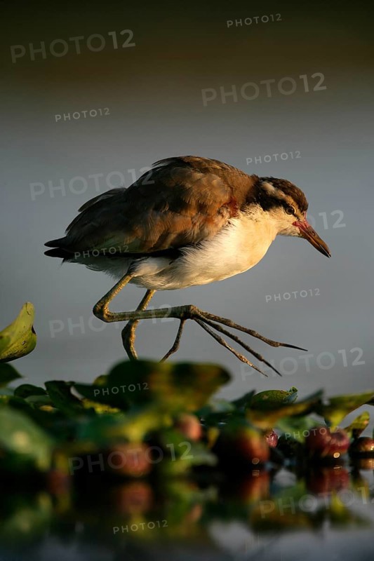 Wattled jacana