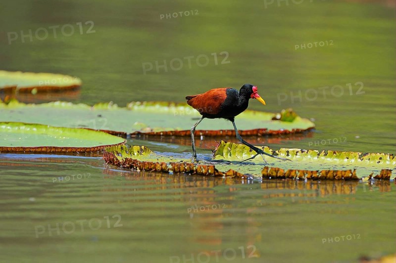 Red-fronted Jacana