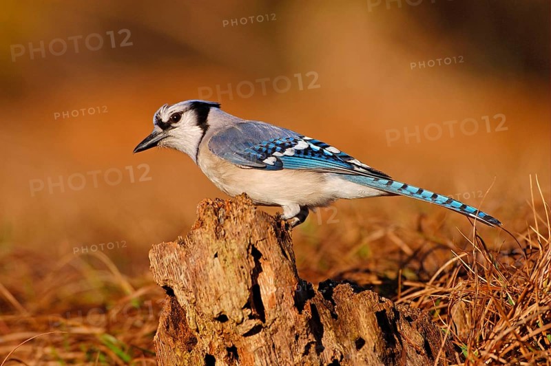 Blue jay