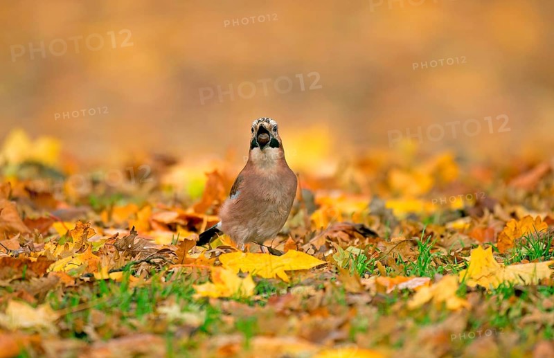 Eurasian Jay
