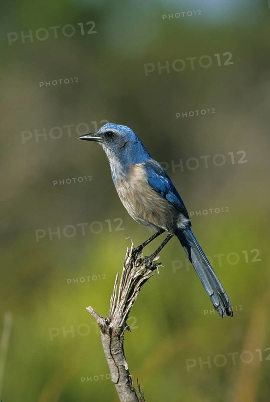 Scrub Jay