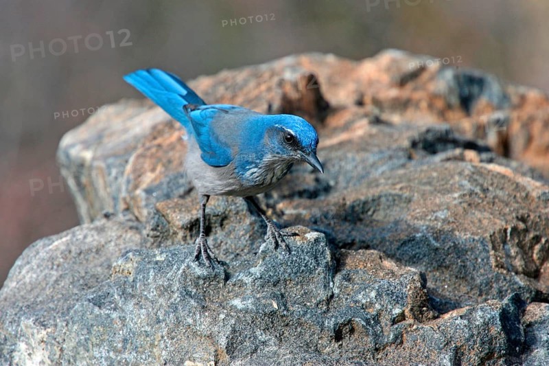 Western Scrub Jay