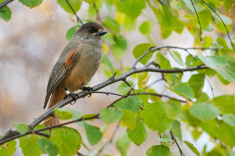 Siberian Jay